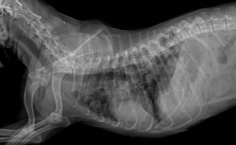 동탄 24시 동물병원 종양치료 클리닉