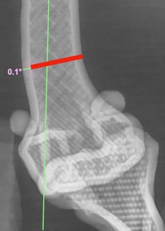 슬개골 탈구 및 DFO 수술 예시 이미지 3