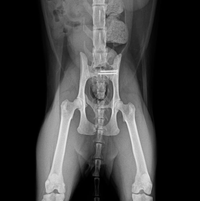 고관절 진단 및 치료 예시 이미지 1